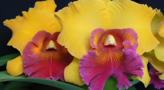 Как ухаживать за орхидеей каттлеей? 