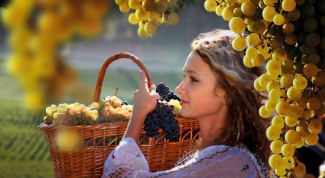 Как выбрать саженец винограда для средней полосы России