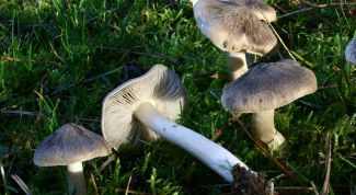 Какие грибы рядовки съедобные? Разновидности и характеристики