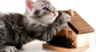 Как просто сделать дом для кошки