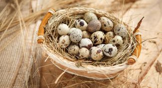 Польза перепелиных яиц для организма человека
