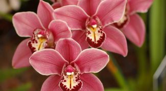 Как пересаживать орхидею фаленопсис