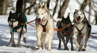 Какие бывают зимние забавы: собачьи упряжки