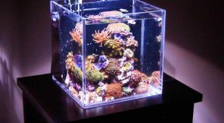 Какой мини-аквариум выбрать, как оборудовать и кем заселить