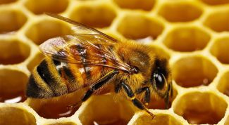 Полезные свойства пчелиной перги
