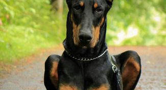 How to call a Doberman? 