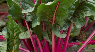 When to plant beets in the open ground seeds