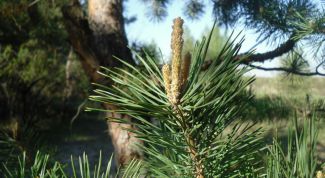 A few facts about the beneficial properties of pine trees