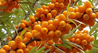 What are the benefits of sea buckthorn