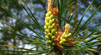 Collection of pine and birch buds