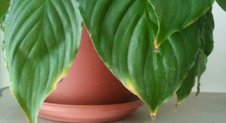 Why the Spathiphyllum leaves turn yellow?