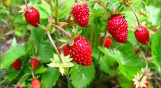 How to care for strawberries