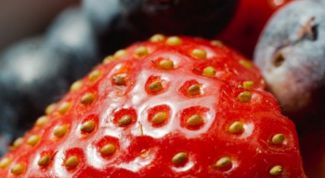 Клубника "Зефир": сорт ягод для души и бизнеса