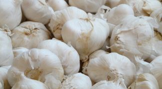 What to feed garlic