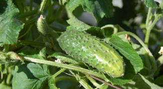 Why do cucumber leaves turn white