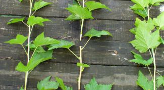 How to propagate currant softwood cuttings