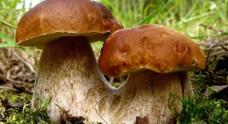 Mushroom cultivation as a business