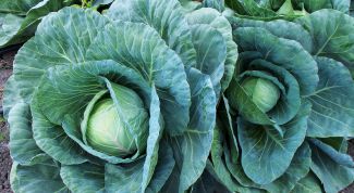 How to handle cabbages from caterpillars folk remedies