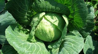 How to handle the cabbage from aphids