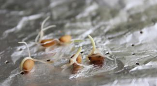 How and why to sprout wheat