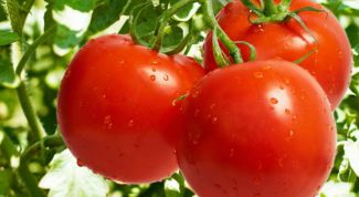 How to collect a good harvest of tomatoes