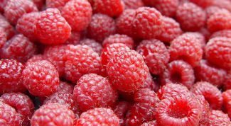 Delicious raspberry until late autumn