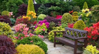 Some helpful tips for beginners in landscape design