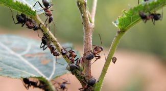 Как избавиться от муравьев в огороде народными средствами