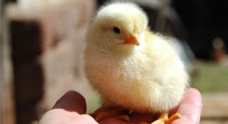 Чем лечить понос у цыплят