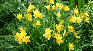 Daylilies grown and cared