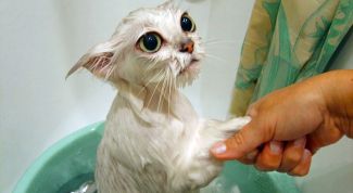 Как приучить кошку к водным процедурам 