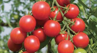 Как вырастить томаты черри сорта «Вишня красная»