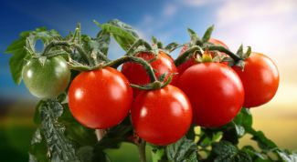 Какие сорта томатов подходят для выращивания на Урале