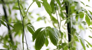 Чем полезно растение Цзяо Гу Лань, как его принимать и можно ли вырастить в домашних условиях