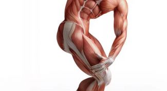 Как работают мышцы