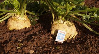 Как сохранить урожай корневого сельдерея