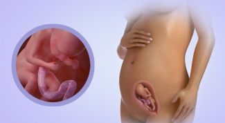 20 недель беременности: ощущения, развитие плода
