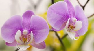 Фаленопсис: уход за орхидеей в домашних условиях