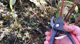 Как обрезать ремонтантную малину осенью на приусадебном участке