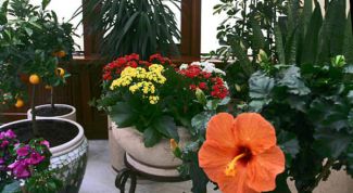 Какие цветущие комнатные растения самые неприхотливые