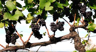 Как правильно хранить свежий виноград