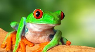 Чем отличается лягушка от жабы