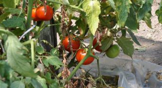 Появление фитофтор на помидоре: способы борьбы