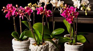 Как осуществлять уход за орхидеей в домашних условиях