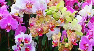 Как пересадить орхидею дома