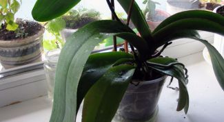 Почему орхидеи плохо растут