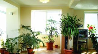 Какие растения создают положительную энергетику в доме 