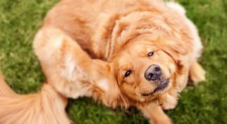Власоеды у собак: требуется безотлагательное лечение