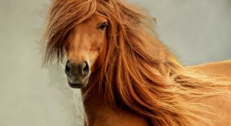 Чем отличается шампунь для лошадей от обычного 
