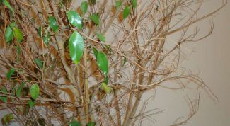 Почему опадают листья фикуса в домашних условиях